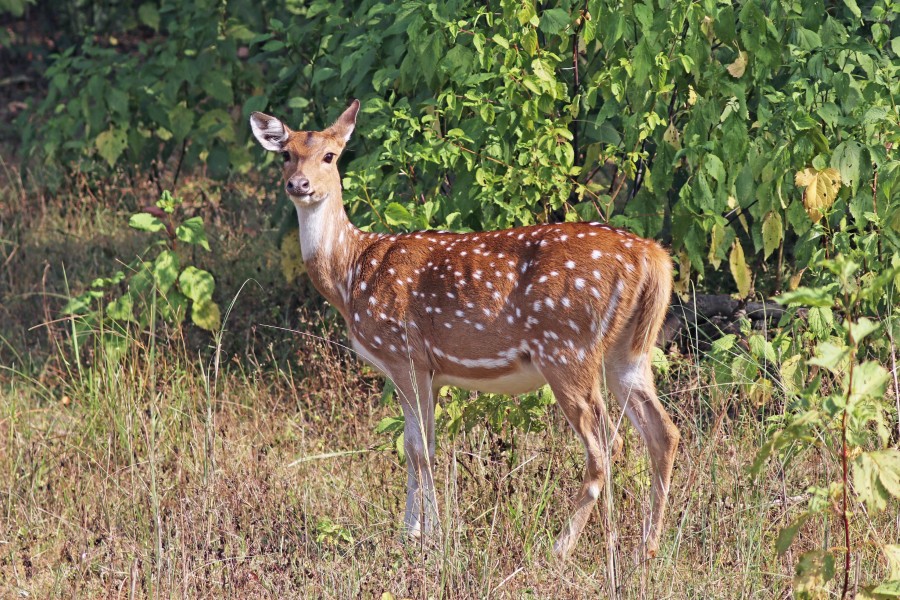 Spotted deer (Axis axis) female