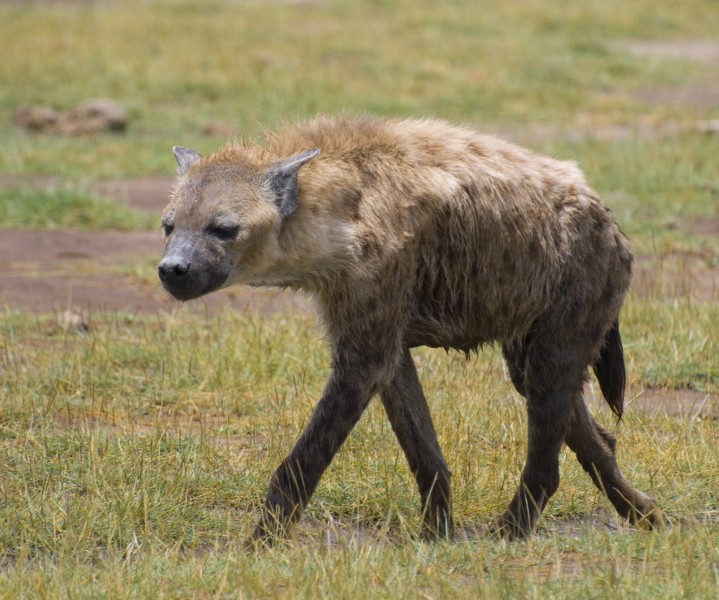 Spotted hyena, Amboseli National Park, Kenya