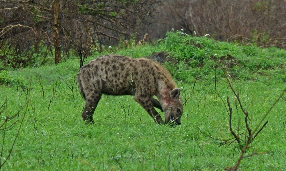 Spotted Hyena (Crocuta crocuta) (6012218972)