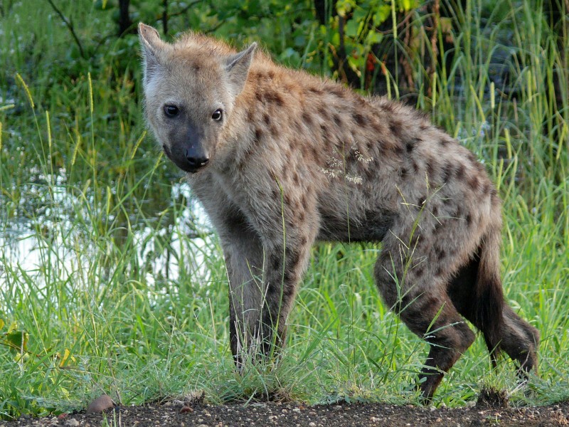 Spotted Hyena (Crocuta crocuta) (6044841331)