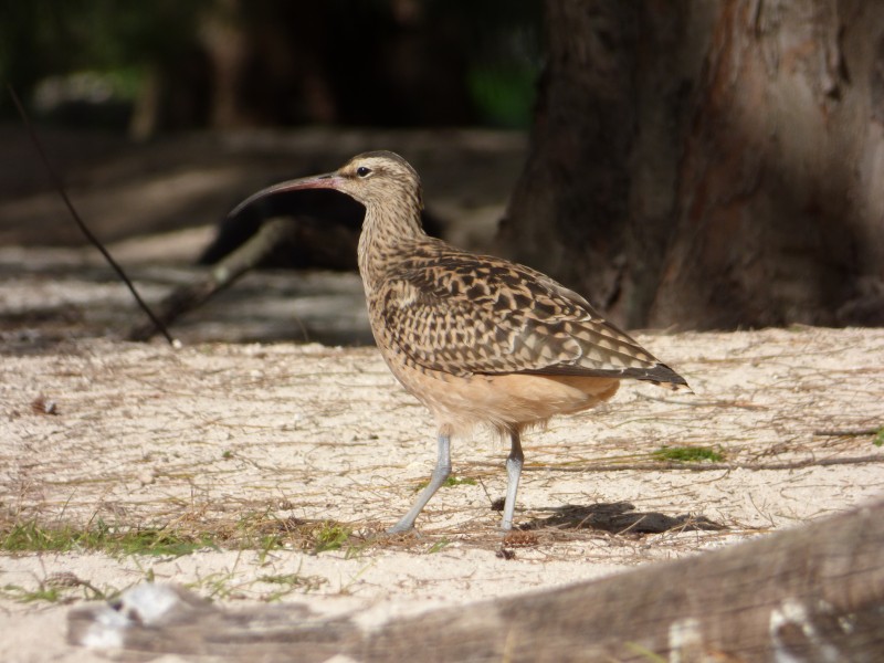 Starr-150328-0029-Cynodon dactylon-Bristle Thighed Curlew-Put Put Course Midway Mall Sand Island-Midway Atoll (24900852199)