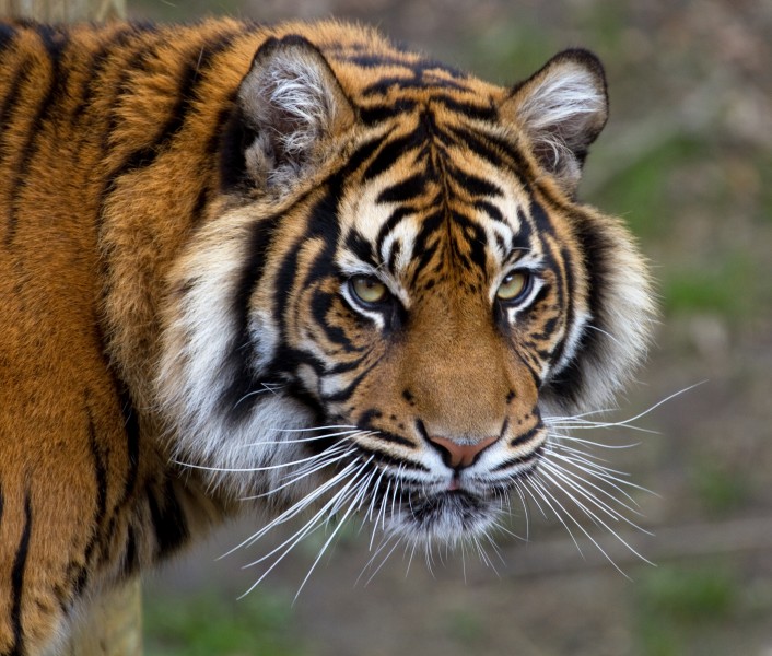 Sumatran Tiger 5 (6964685356)