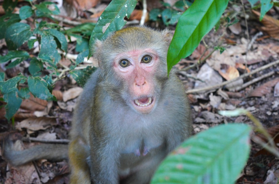 Surprising monkey at the Dulahazra Safari park, Bangladesh