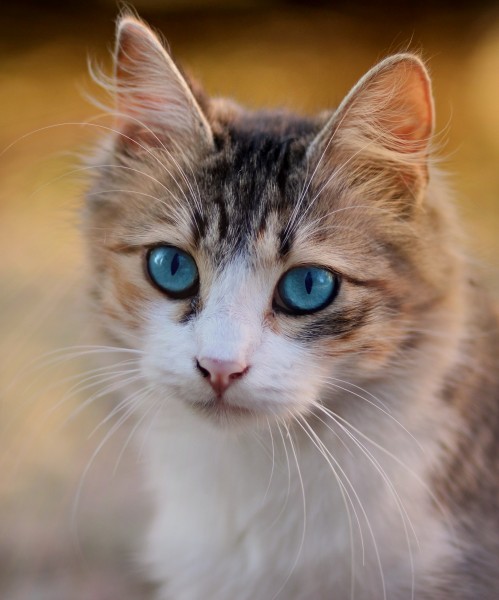 Tabby cat with blue eyes-3336579