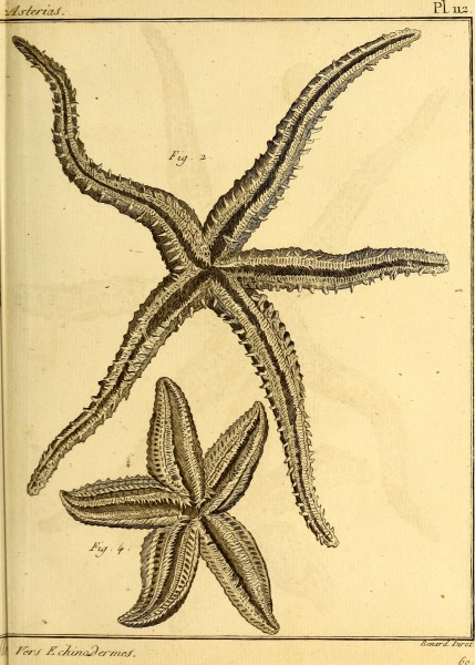 Tableau encyclopédique et méthodique des trois règnes de la nature (1791) (14788004243)