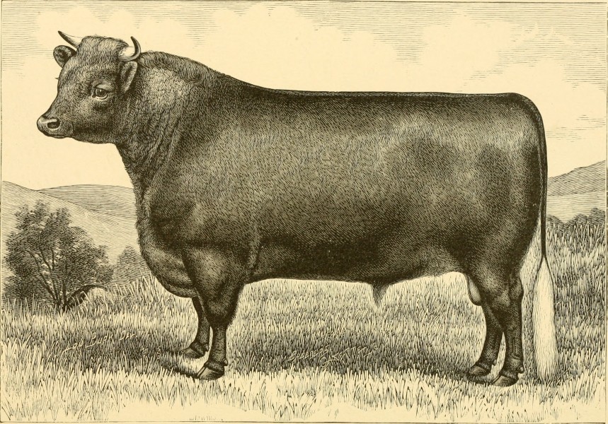 The breeds of live stock, and the principles of heredity (1887) (14594589089)