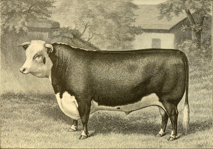 The breeds of live stock, and the principles of heredity (1887) (14594621009)
