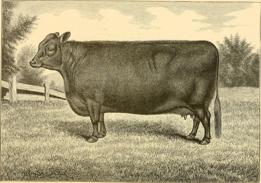 The breeds of live stock, and the principles of heredity (1887) (14594627850)