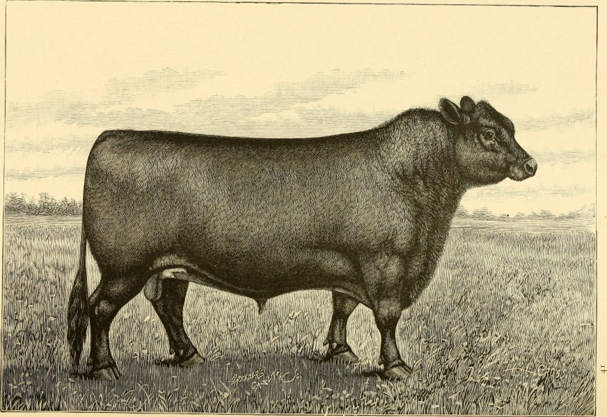 The breeds of live stock, and the principles of heredity (1887) (14594675769)