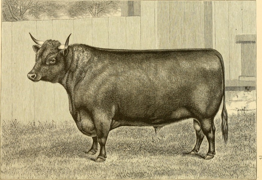 The breeds of live stock, and the principles of heredity (1887) (14594684209)