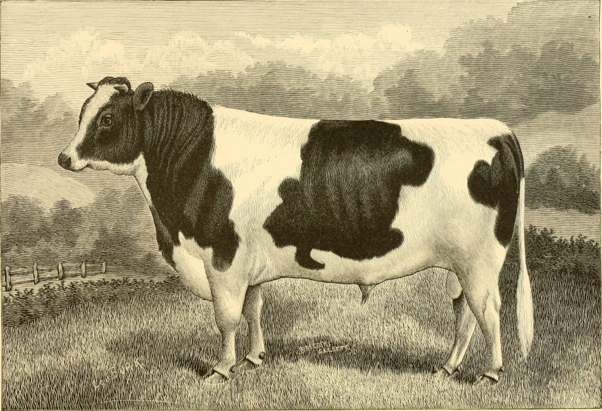 The breeds of live stock, and the principles of heredity (1887) (14594693380)