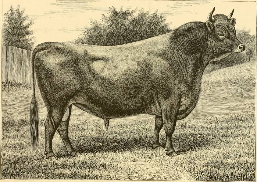 The breeds of live stock, and the principles of heredity (1887) (14594714500)