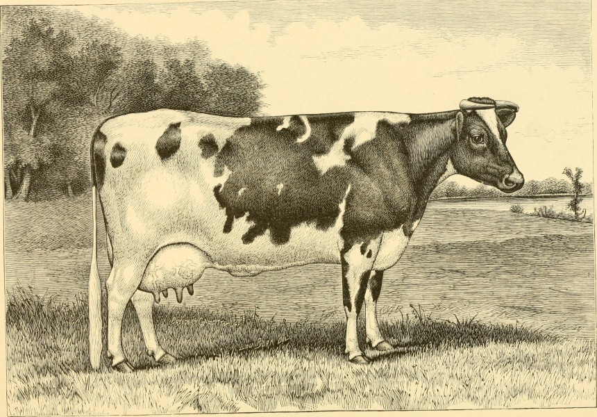 The breeds of live stock, and the principles of heredity (1887) (14594729689)