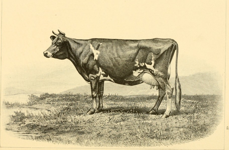 The breeds of live stock, and the principles of heredity (1887) (14594751039)