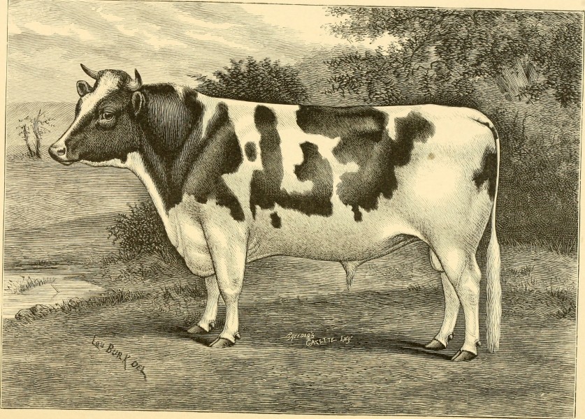 The breeds of live stock, and the principles of heredity (1887) (14594763268)