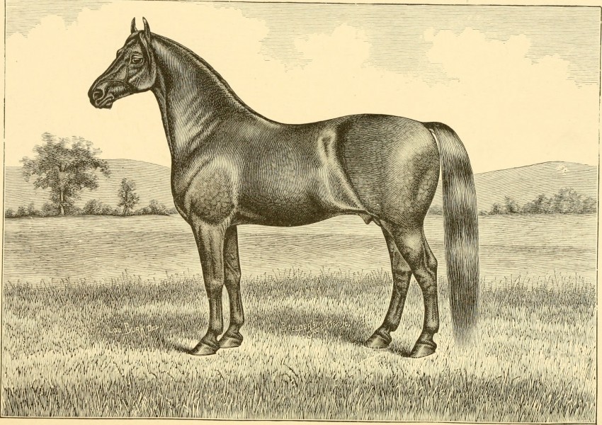 The breeds of live stock, and the principles of heredity (1887) (14758126376)