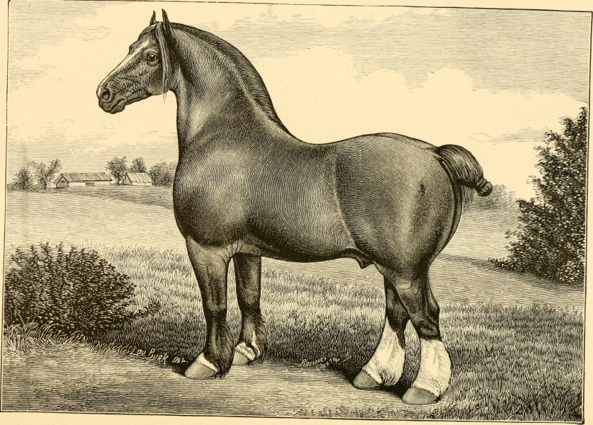 The breeds of live stock, and the principles of heredity (1887) (14758141606)