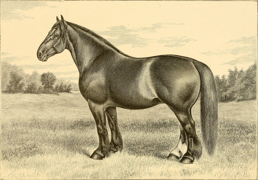 The breeds of live stock, and the principles of heredity (1887) (14758162916)
