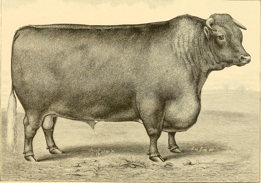 The breeds of live stock, and the principles of heredity (1887) (14758245936)