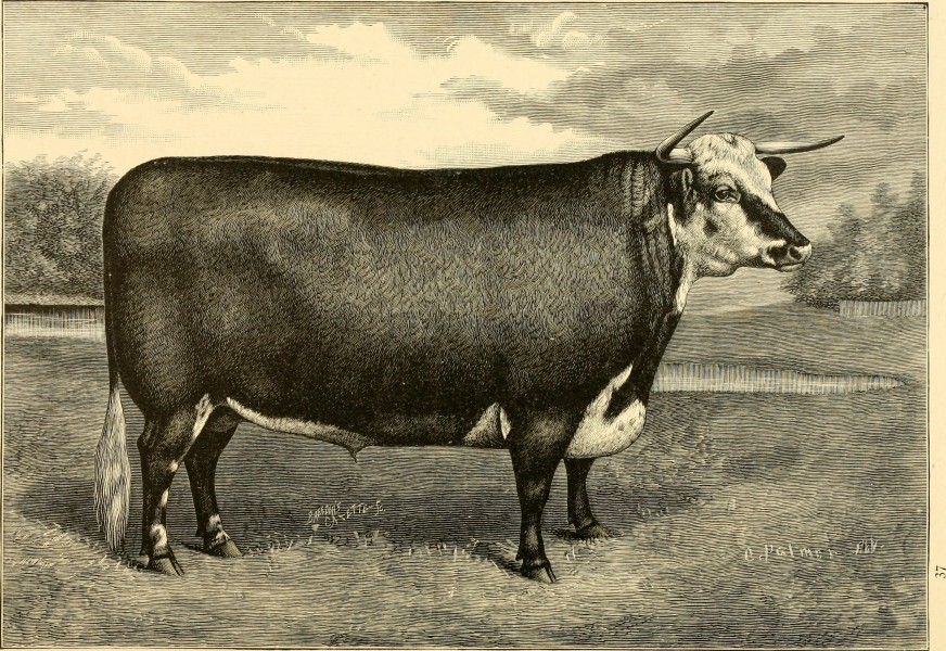 The breeds of live stock, and the principles of heredity (1887) (14758325296)