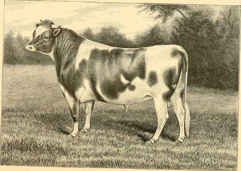 The breeds of live stock, and the principles of heredity (1887) (14758438896)
