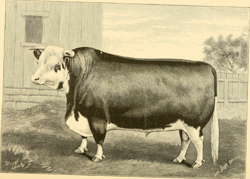 The breeds of live stock, and the principles of heredity (1887) (14778146171)