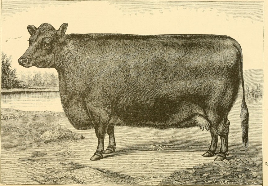The breeds of live stock, and the principles of heredity (1887) (14778183241)