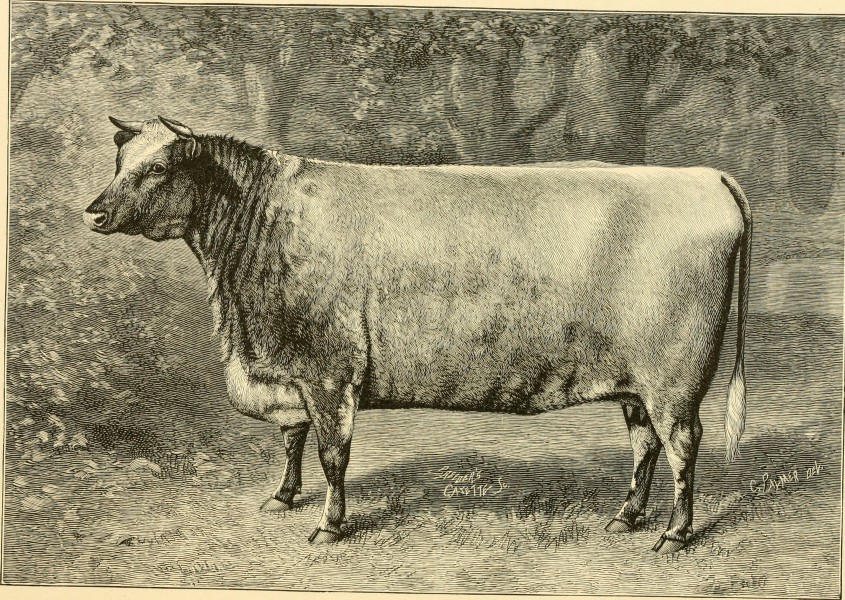 The breeds of live stock, and the principles of heredity (1887) (14778855994)