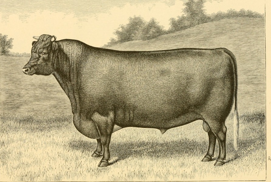 The breeds of live stock, and the principles of heredity (1887) (14778889504)