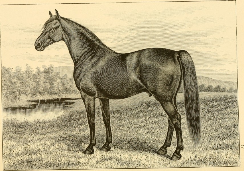 The breeds of live stock, and the principles of heredity (1887) (14780778152)