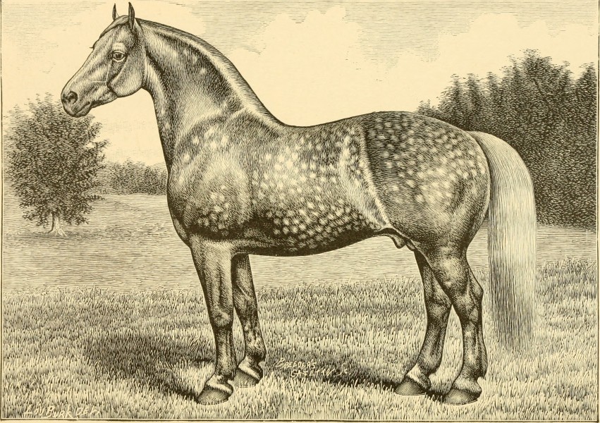 The breeds of live stock, and the principles of heredity (1887) (14780856892)