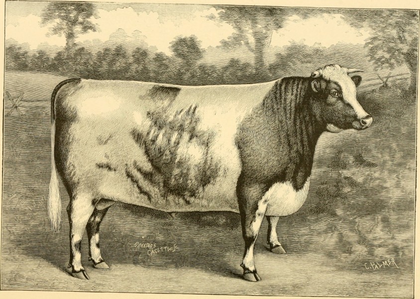 The breeds of live stock, and the principles of heredity (1887) (14780917812)