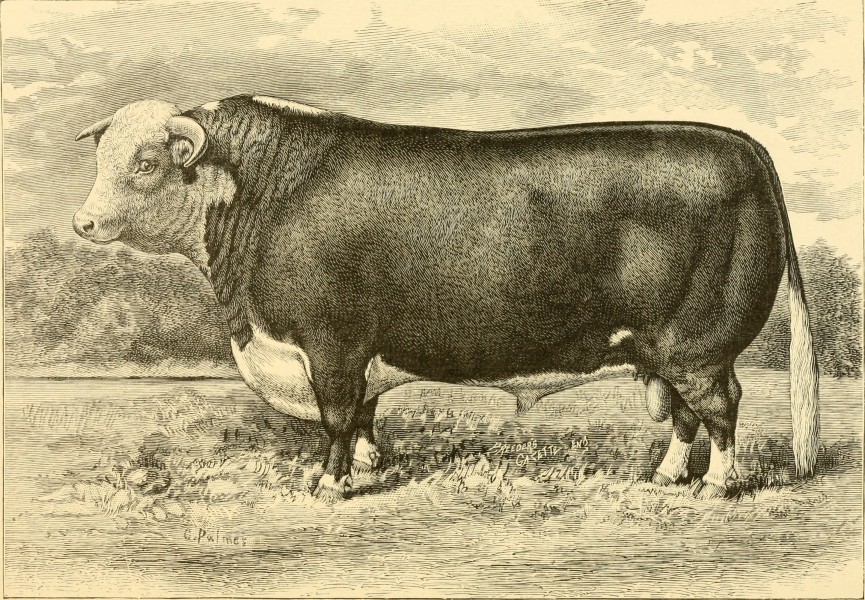 The breeds of live stock, and the principles of heredity (1887) (14780923892)