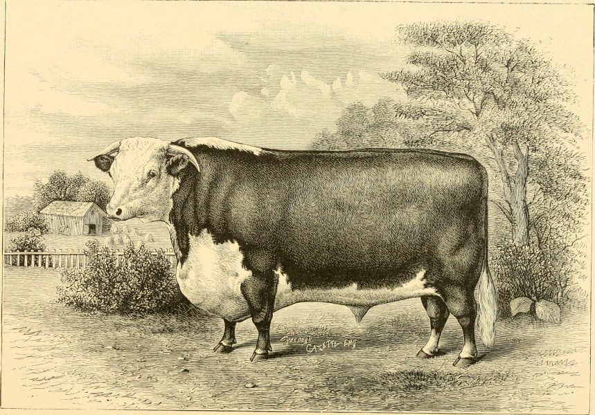 The breeds of live stock, and the principles of heredity (1887) (14780927562)