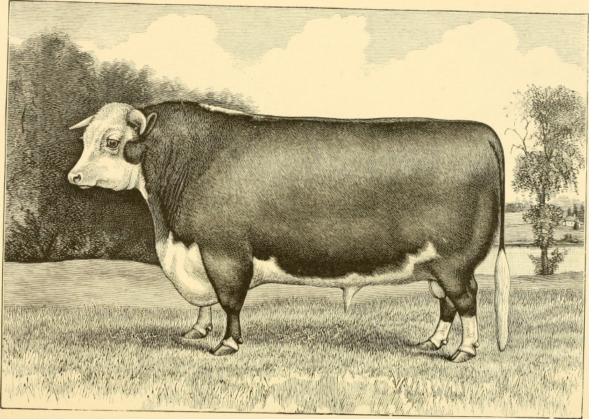 The breeds of live stock, and the principles of heredity (1887) (14780934882)