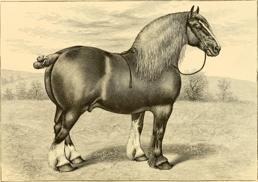 The breeds of live stock, and the principles of heredity (1887) (14781139805)