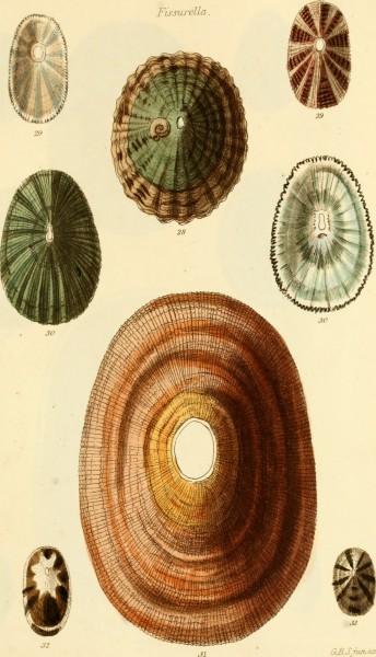 The conchological illustrations (1841) (20057955533)