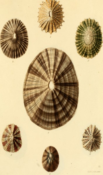The conchological illustrations (1841) (20490879568)