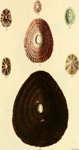 The conchological illustrations (1841) (20490915460)