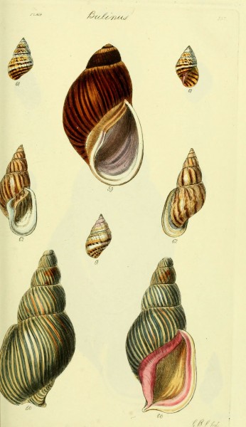 The conchological illustrations or, Coloured figures of all the hitherto unfigured recent shells (5977935409)