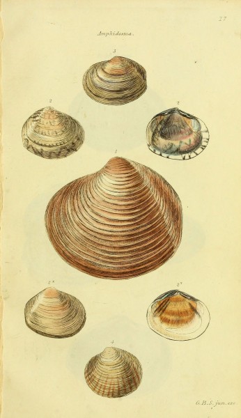 The conchological illustrations or, Coloured figures of all the hitherto unfigured recent shells (5978457588)