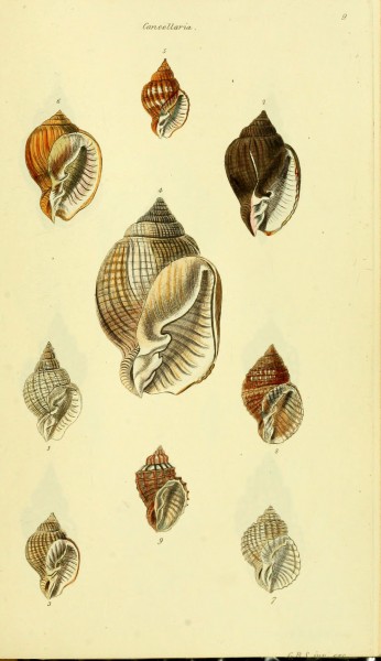 The conchological illustrations or, Coloured figures of all the hitherto unfigured recent shells (5978505744)