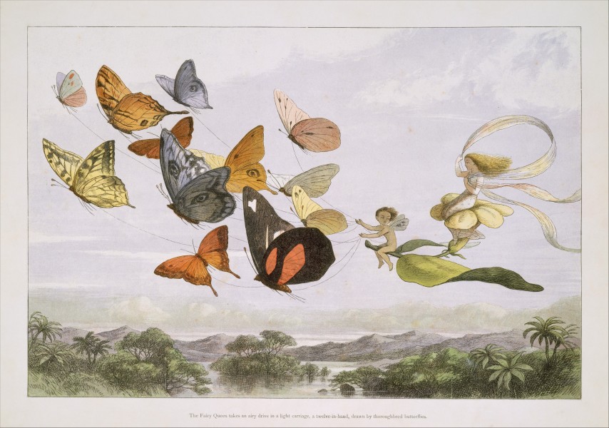 The Fairy Queen Takes an Airy Drive in a Light Carriage, a Twelve-in-hand, drawn by Thoroughbred Butterflies MET DT11282