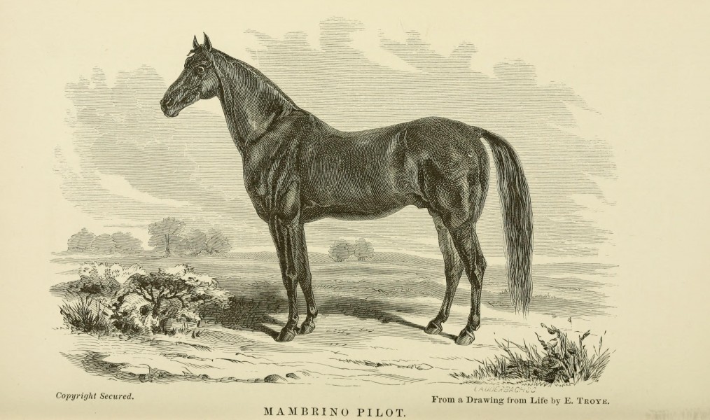 The horse, in the stable and the field BHL23659596