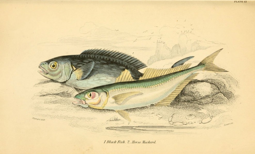 The natural history of British fishes (6073108330)