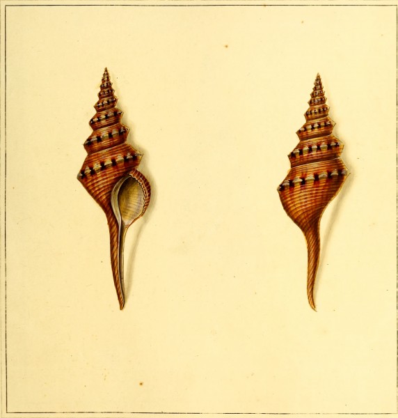 The universal conchologist - exhibiting the figure of every known shell accurately drawn and painted after nature (1789) (14595745989)