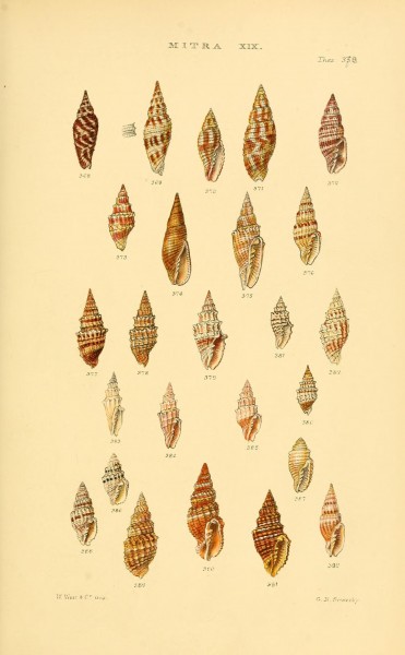 Thesaurus conchyliorum, or, Monographs of genera of shells (8293784667)