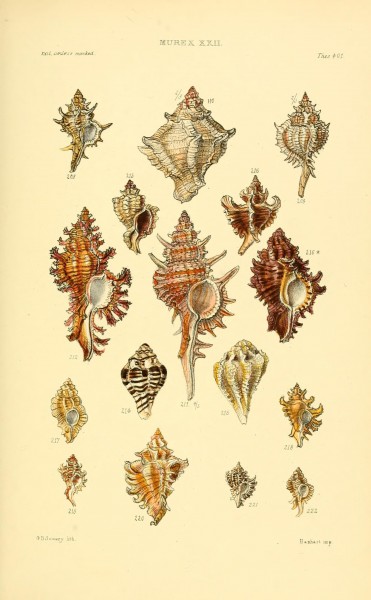 Thesaurus conchyliorum, or, Monographs of genera of shells (8293802193)