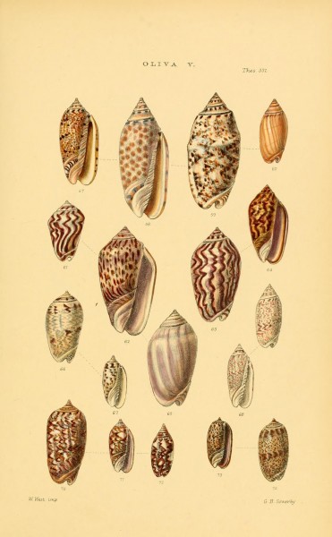 Thesaurus conchyliorum, or, Monographs of genera of shells (8294818830)