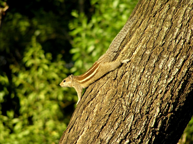 Three-striped palm squirrel on tree